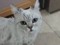 Dünyanın en yakışıklı kedisi azman