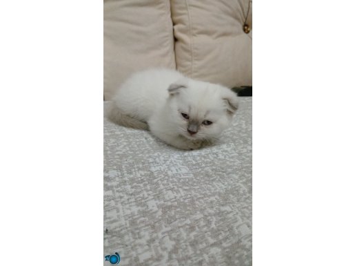 İstanbul Bağcılar’da Tuvalet Eğitimli Safkan British Shorthair Yavruları