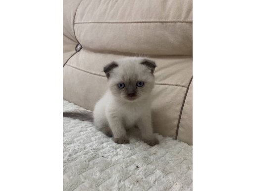 En Uysal British Shorthair Yavrusu