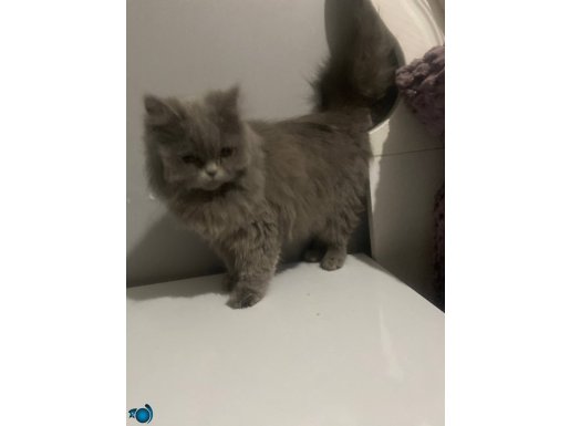 Üç aylık safkan British Longhair 