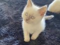 En Uysal British Shorthair Yavrusu
