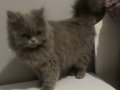 Üç aylık safkan British Longhair 