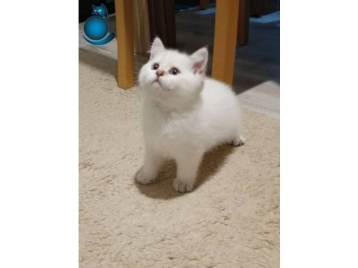 Oyun delisi 2 aylık yavru Yeni evini bekliyor