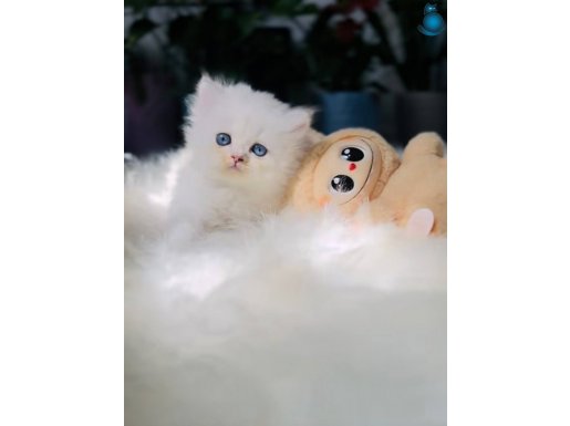 Muhteşem Kalite Scottish Longhair Bebeklerim