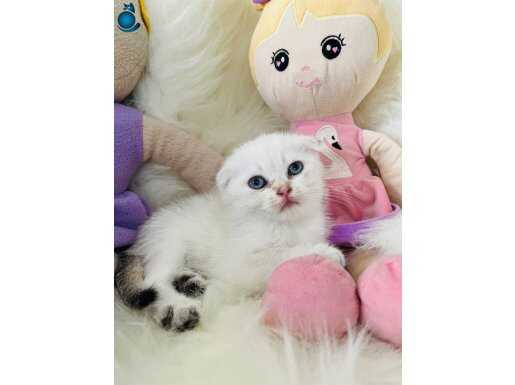 Sıfır Kulak Scottish Fold Dişi