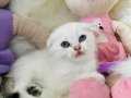 Sıfır Kulak Scottish Fold Dişi