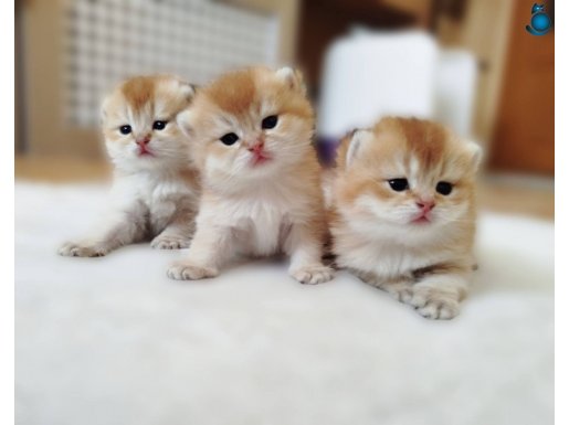 GOLDEN SCR Lİ ŞAMPİYON ANNE BABANIN YAVRULARI