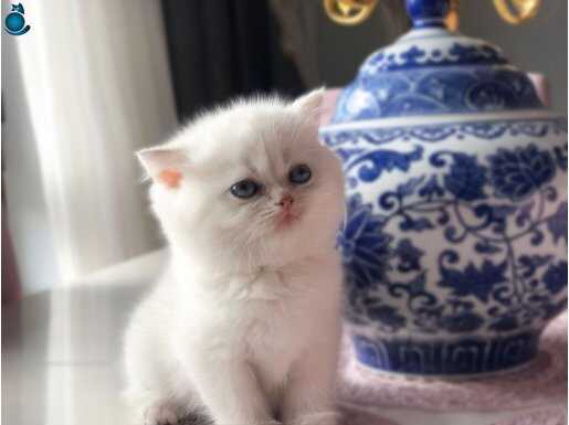 FEDERASYON KAYITLI BRİTSH GOLDEN POİNT ERKEK