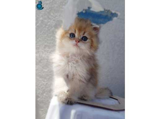 TR DE SAYILI TİP VE KALİTEDE SAFKAN GOLDEN ERKEK