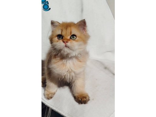 YURT DIŞI KAYITLI SHOW KALİTE GOLDEN (SCR) 