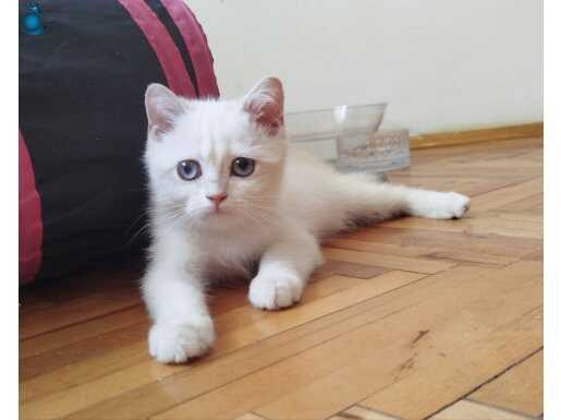 SAFKAN GOLDEN POİNT BUZ MAVİ GÖZLER 