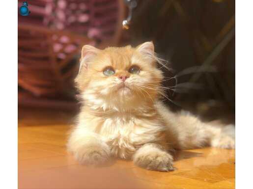  IÇIKLAMAYI OKUYUNUZ !!!TR'DEKİ EN NADİR GOLDENLER 