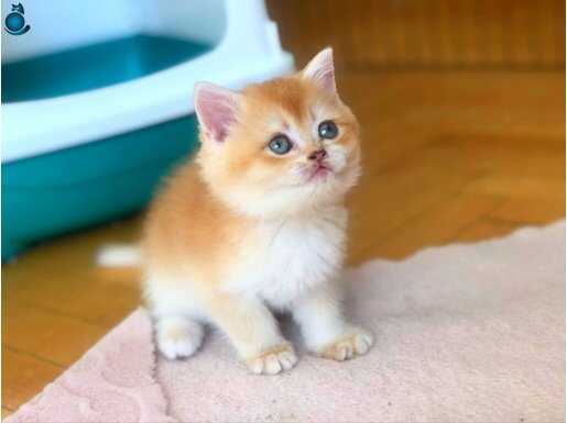 ANNE BABA SCR Lİ SAFKAN GOLDEN BEBEKLER