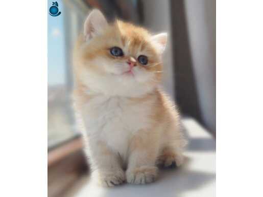 CAT FEDERASYON INTERNATİONAL GOLDEN BEBEKLER