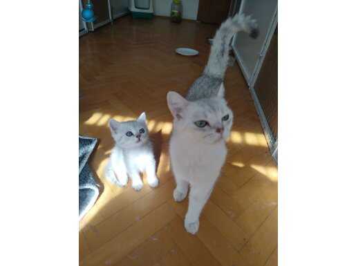 Genç anne 1.5 yaşında 2 aylık kızı SİLVER.. MAMA KARŞILIĞI