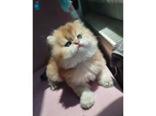 BRİTSH PELUŞ SAFKAN GOLDEN KAÇMAZZ