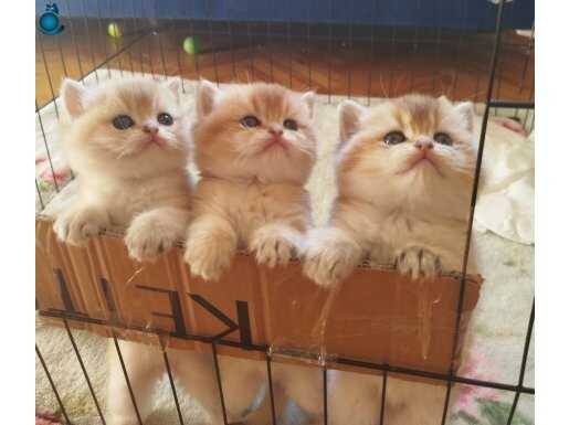 WCF (WORLD CAT FEDERASYONU) KAYITLI GOLDEN BEBEKLER