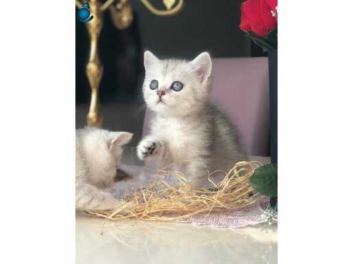 UYGUNA BRİTİSH SİLVER SAFKAN YAVRULAR