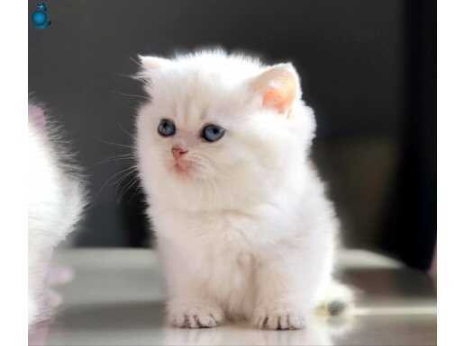 ANNE BABA SCR Lİ GOLDEN POİNT AYI SURAT