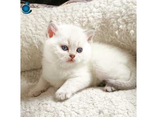 TOP KAFA GOLDEN POİNT DİŞİ.LÜKS VE KALİTE ARAYANLAR