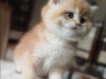 BEAR FACE KOCA KAFA ORANGE GOLDEN LER
