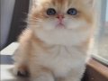 BEAR FACE KOCA KAFA ORANGE GOLDEN LER