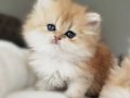 BEAR FACE SHORT GOLDEN SAFKAN YAVRULAR
