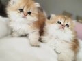 BEAR FACE SHORT GOLDEN SAFKAN YAVRULAR