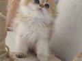 BEAR FACE SHORT GOLDEN SAFKAN YAVRULAR