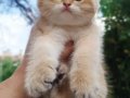 PORTAKAL BEAR FACE ALTIN ( GOLDEN ) YAVRULAR