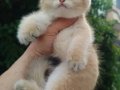 PORTAKAL BEAR FACE ALTIN ( GOLDEN ) YAVRULAR