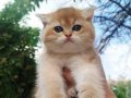 PORTAKAL BEAR FACE ALTIN ( GOLDEN ) YAVRULAR