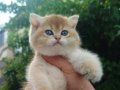 PORTAKAL BEAR FACE ALTIN ( GOLDEN ) YAVRULAR