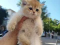 BEAR FACE PORTAKAL GOLDEN BRİTSH PROFESYONEL 