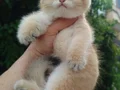 BEAR FACE PORTAKAL GOLDEN BRİTSH PROFESYONEL 