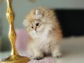 ZÜMRÜT YEŞİL GÖZLÜ ASLAN KRAL GOLDEN ÖZEL