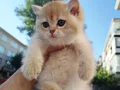 PROFESYONEL BEAR FACE ALTIN BRİTSHLER