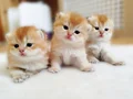 SAFKAN GOLDEN BRİTSH BEBEKLER ÖZEL 