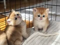 SAFKAN GOLDEN BRİTSH BEBEKLER ÖZEL 