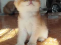 SAFKAN GOLDEN BRİTSH BEBEKLER ÖZEL 
