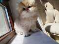 TR TEK GOLDENLER AYI SURAT SAFKAN SHOW KALİTE