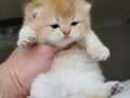 SAFKAN GOLDENLER SHOW KALİTE AYI SURAT