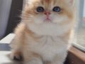 SAFKAN GOLDENLER SHOW KALİTE AYI SURAT