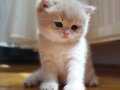 SAFKAN GOLDENLER SHOW KALİTE AYI SURAT