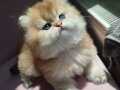 BRİTSH PELUŞ SAFKAN GOLDEN KAÇMAZZ