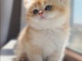 SAFKAN GOLDENLER SHOW KALİTE AYI SURAT