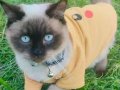 Eğitimli siyam ve biritis karması 9 aylık erkek kedi