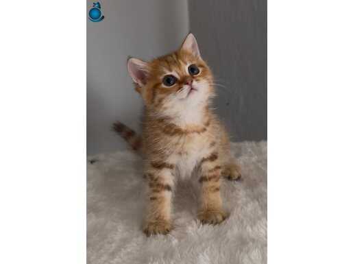 Safkan british golden Sevimli oyuncu bir bebek