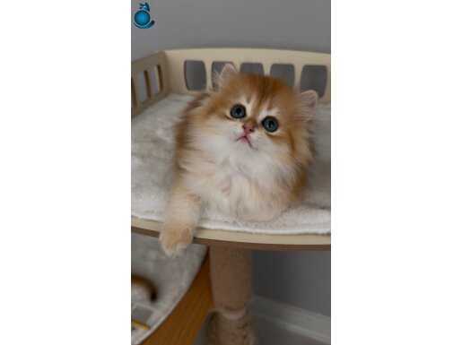 Show kalite kucak sever safkan british longhair bebek