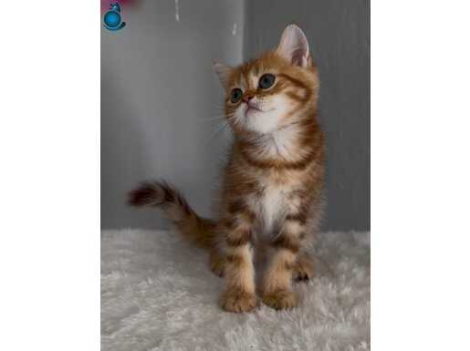 Safkan british golden sevimli bir bebek 